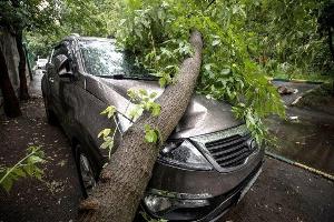 Услуги юриста при падении дерева на автомобиль г. Владивосток  Город Владивосток